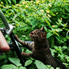 猫撮り散歩1840