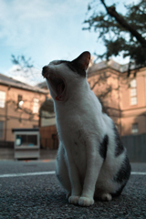 猫撮り散歩1449