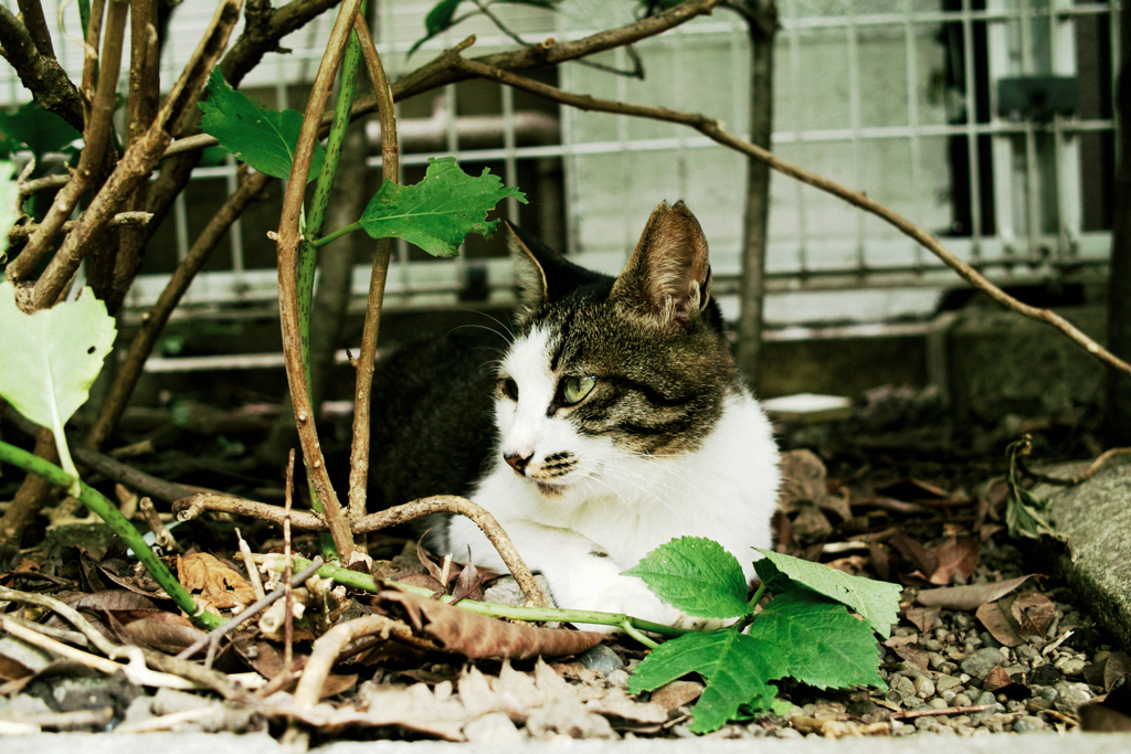 猫撮り散歩1822