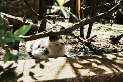 猫撮り散歩2098