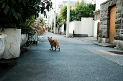 猫撮り散歩960