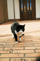猫撮り散歩848