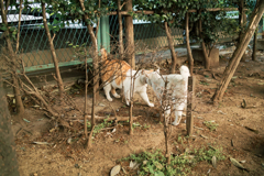 猫撮り散歩1655