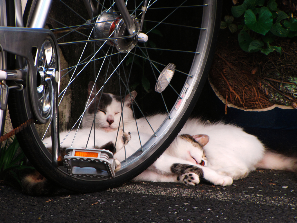 猫撮り散歩244