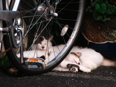 猫撮り散歩244