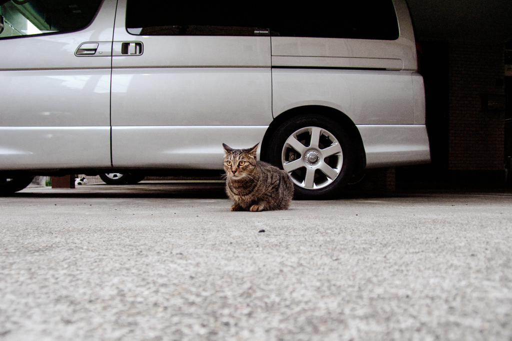 猫撮り散歩2298