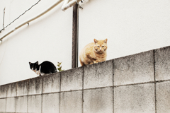 猫撮り散歩1231
