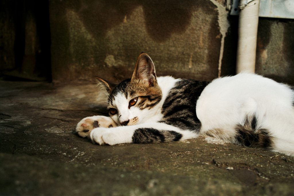 猫撮り散歩982