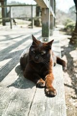 猫撮り散歩469