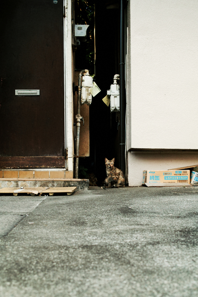 猫撮り散歩1675