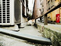 猫撮り散歩909