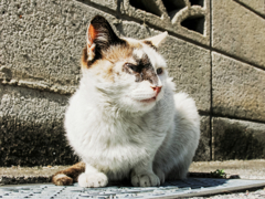 猫撮り散歩995