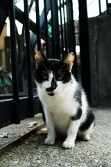 猫撮り散歩1277