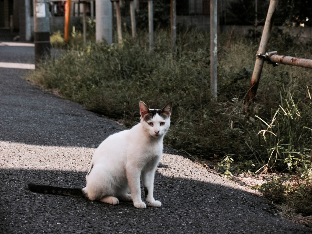 猫撮り散歩2179