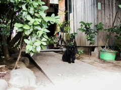 猫撮り散歩1877
