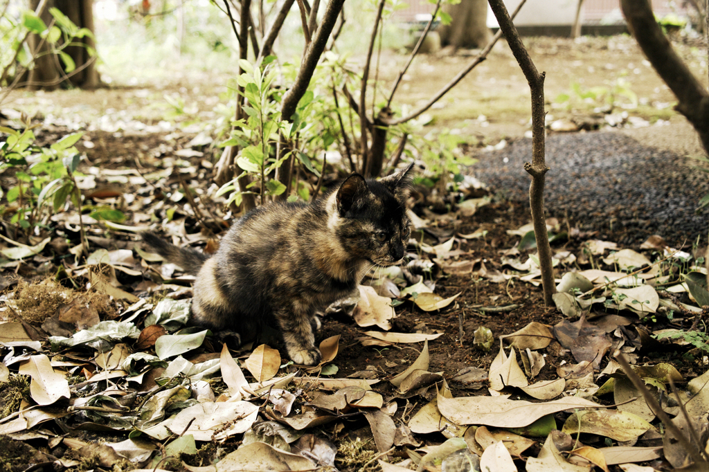 猫撮り散歩621