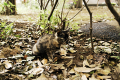 猫撮り散歩621