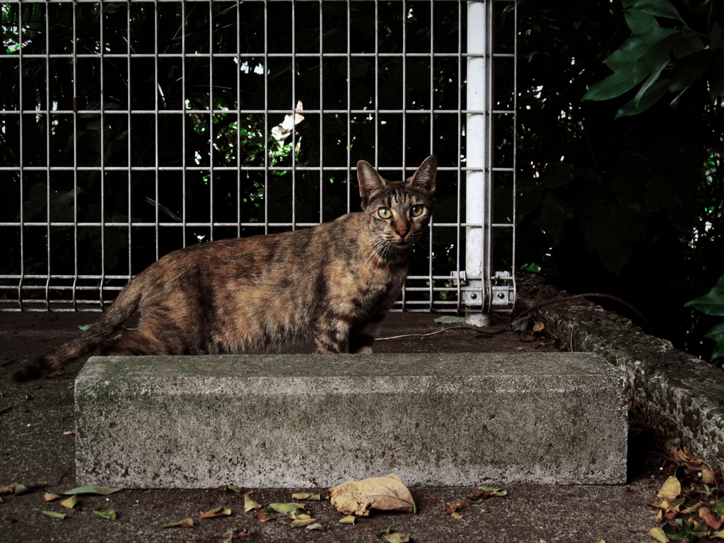 猫撮り散歩792