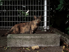 猫撮り散歩792