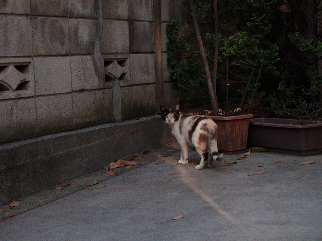 猫撮り散歩28