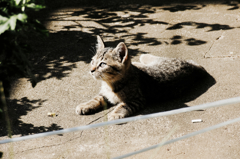 猫撮り散歩1015