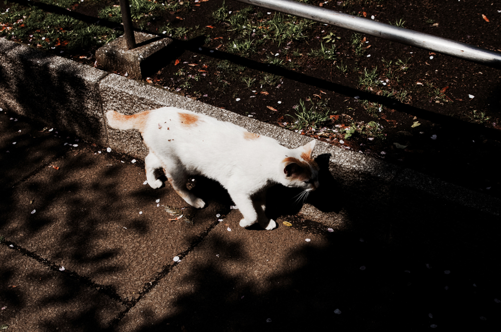 猫撮り散歩894
