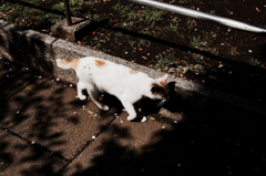 猫撮り散歩894
