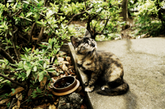 猫撮り散歩1096