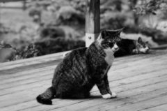 猫撮り散歩SZS-24 "Garden cats of One day"