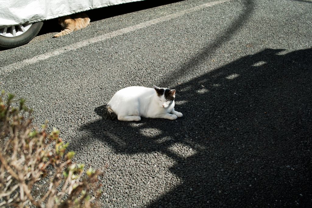 猫撮り散歩1745