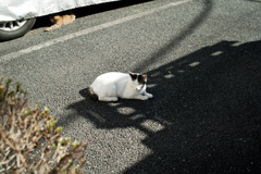 猫撮り散歩1745