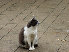 猫撮り散歩37