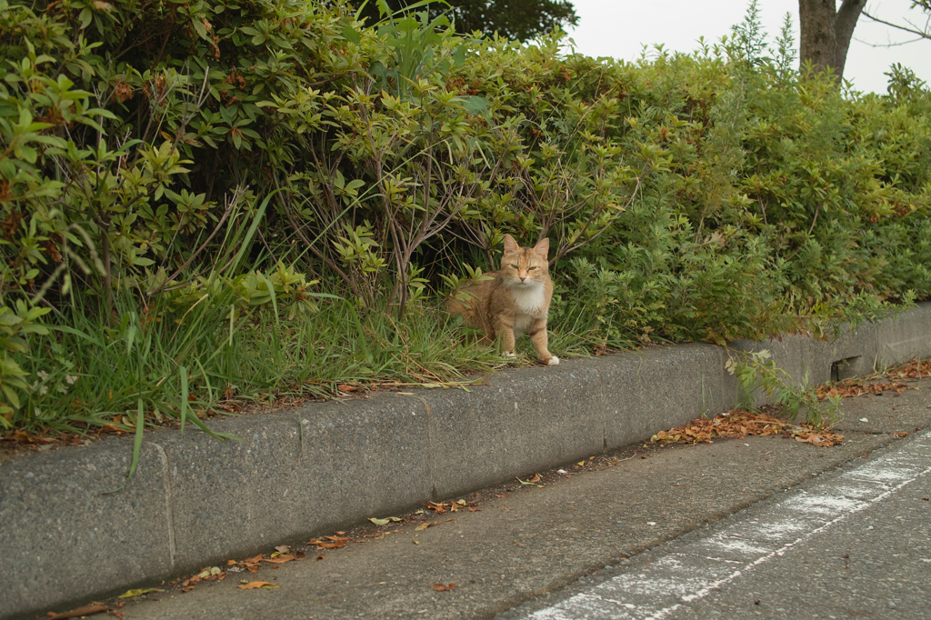 猫撮り散歩227