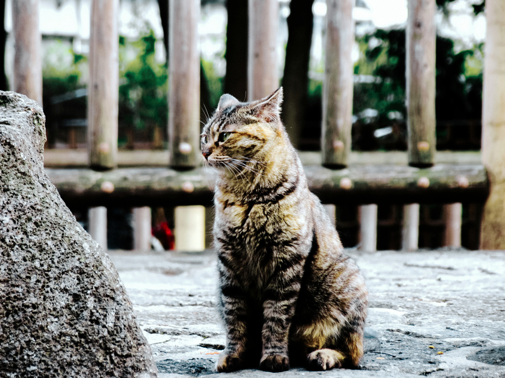 猫撮り散歩1574
