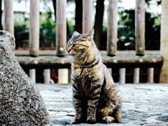 猫撮り散歩1574