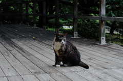 猫撮り散歩SZS-10 "Garden cats of One day"
