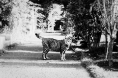 猫撮り散歩913