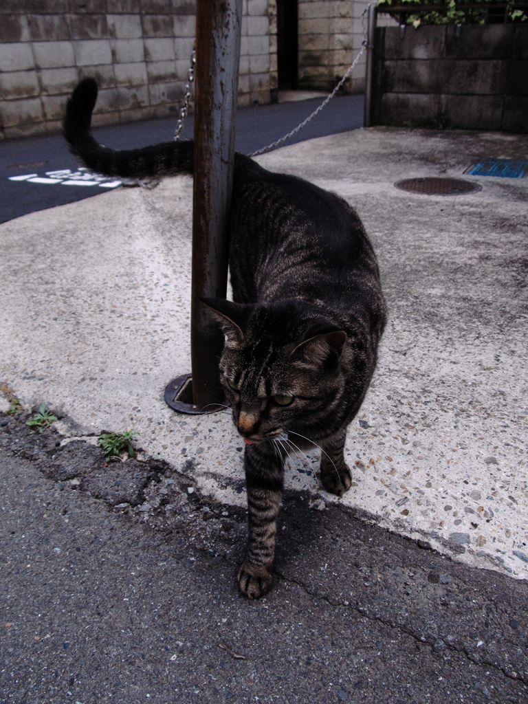 猫撮り散歩251