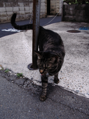 猫撮り散歩251