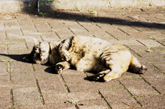 猫撮り散歩845