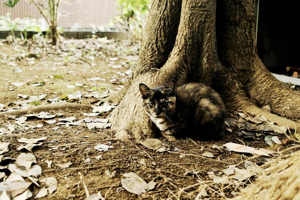 猫撮り散歩2085