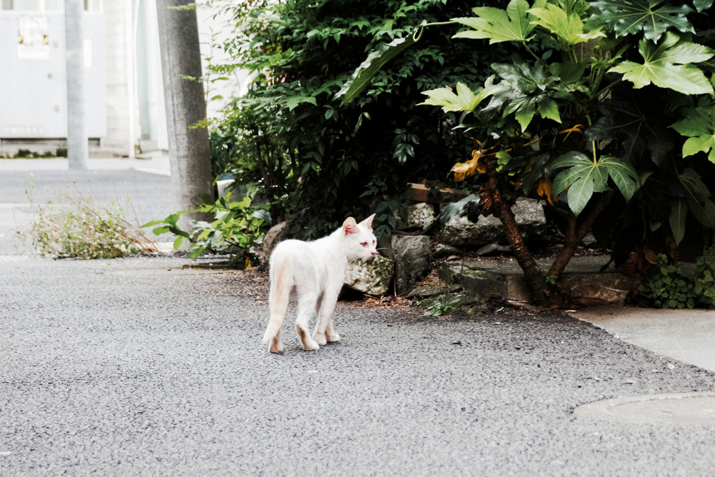 猫撮り散歩1774