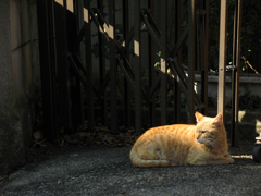 猫撮り散歩116