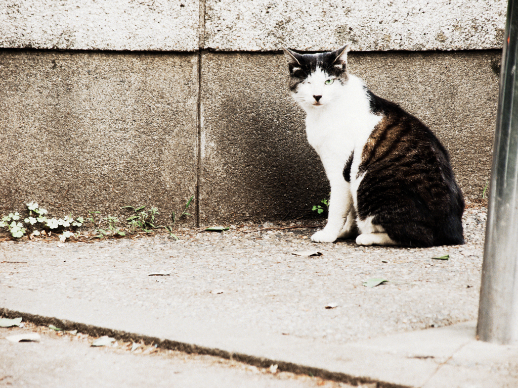 猫撮り散歩773