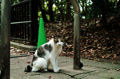 猫撮り散歩1080