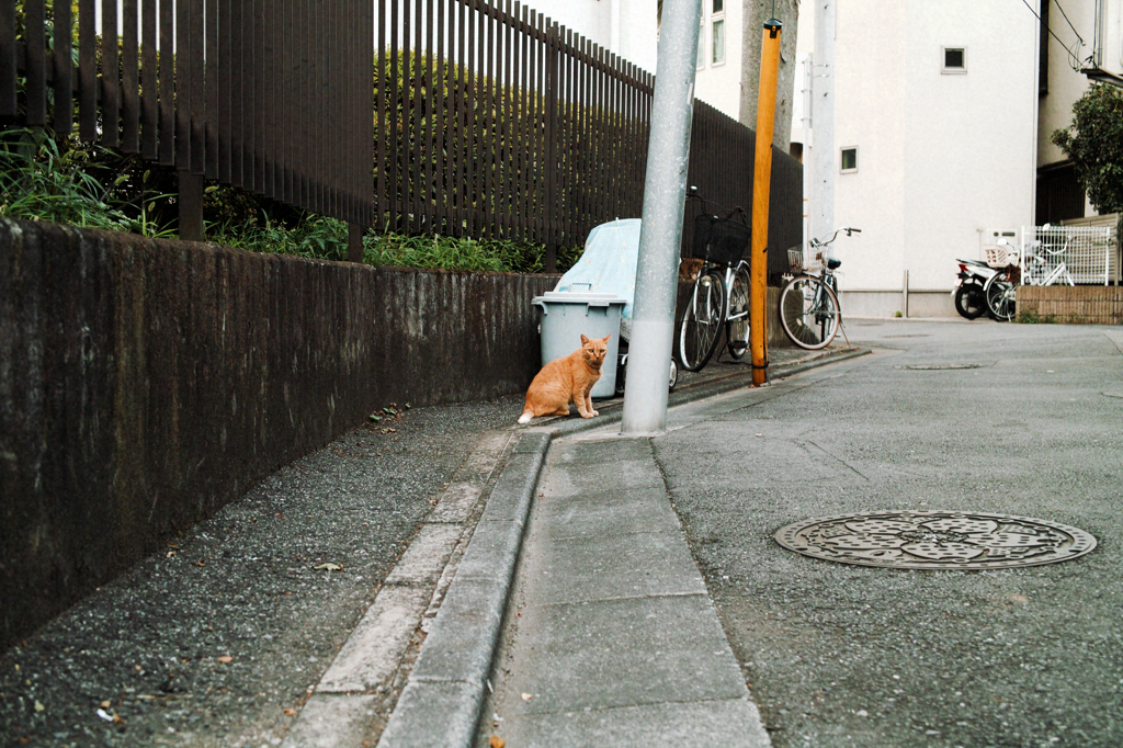 猫撮り散歩589