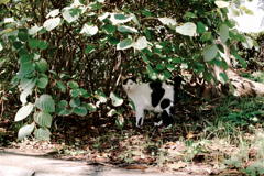 猫撮り散歩1469