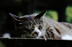 猫撮り散歩SZS-25 "Garden cats of One day"