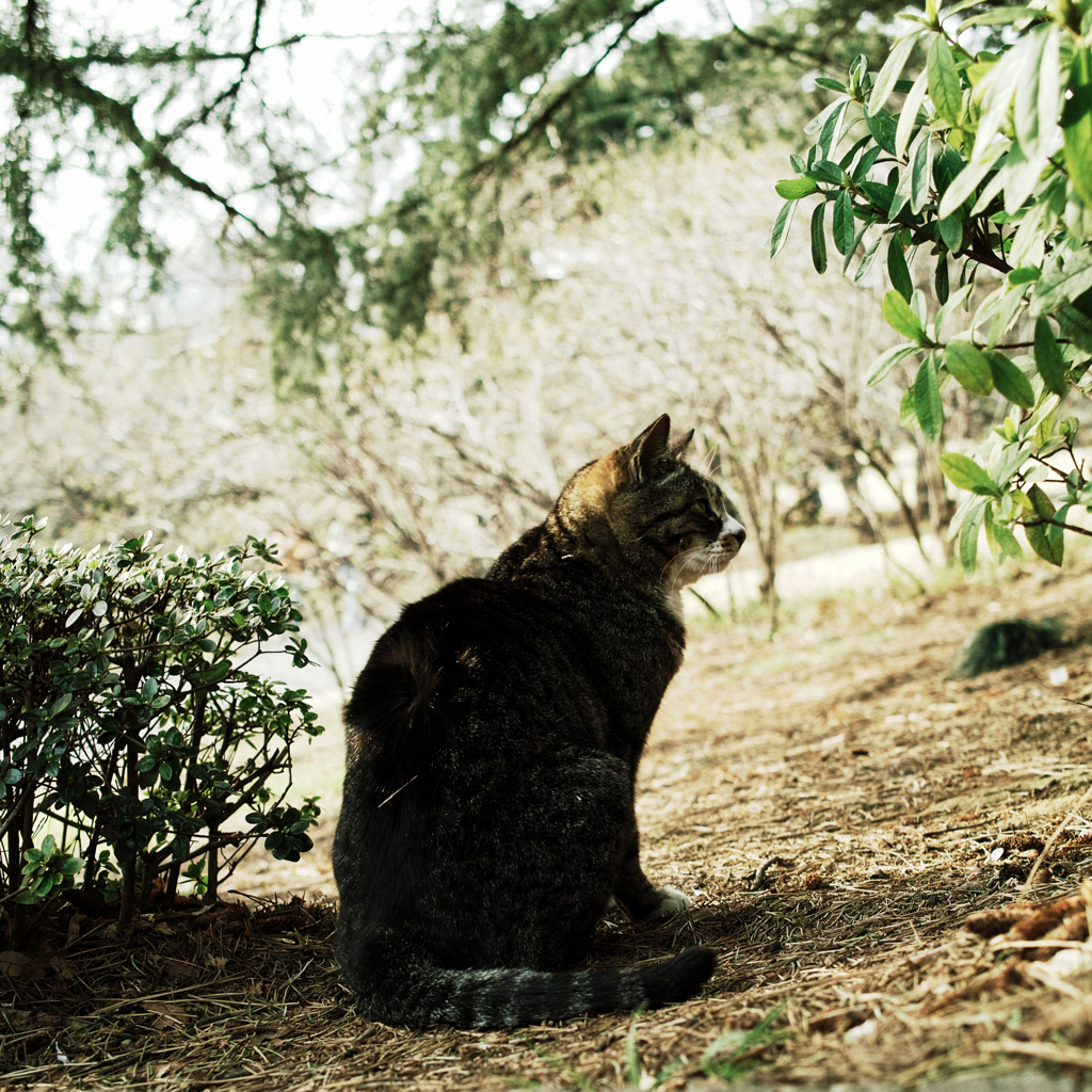 猫撮り散歩800