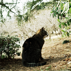 猫撮り散歩800